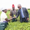 VISIT TO NGORONGO TEA FACTORY AND PLANTATION